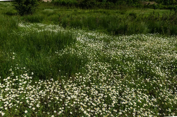 Un beau champ de marguerites dans la lumière de l'été avec des nuages incroyablement beaux — Photo