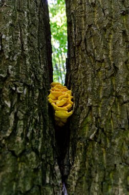Ormandaki mantarlar çok güzeldir ve ormanda popüler beyaz Boletus mantarları yenebilir..