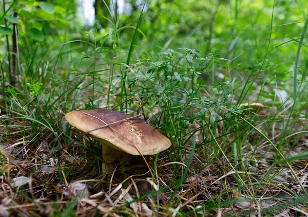 Svamp i skogen är mycket vacker och kan ätas Populärt vitt Boletus svamp i skogen. — Stockfoto