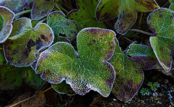 Herfst bladeren in de vorst in de ochtend licht ziet er geweldig uit voor de achtergrond — Stockfoto