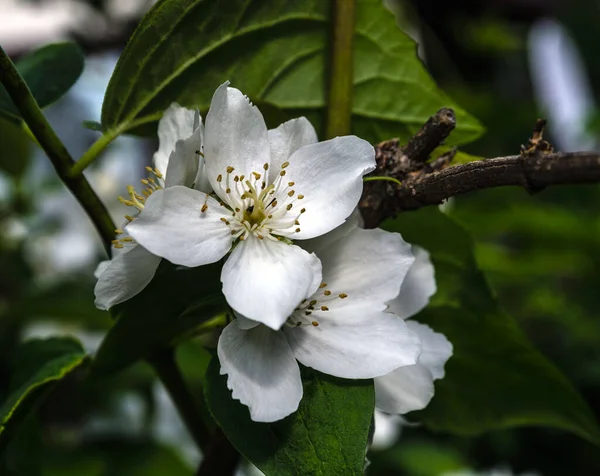 Ogród Jaśmin Makro Kwiat Gałęzi Krzewu — Zdjęcie stockowe
