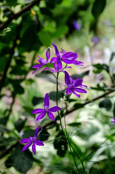 Dzikie Kwiaty Wyglądają Dobrze Jako Tło — Zdjęcie stockowe