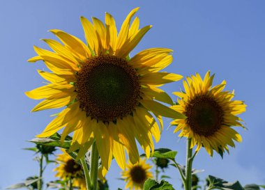 Mavi gökyüzüne karşı inanılmaz bir ayçiçeği. Yakın plan fotoğraf.