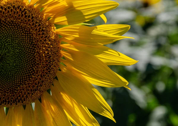 Incredible sunflower against blue sky close-up photo Royalty Free Stock Photos