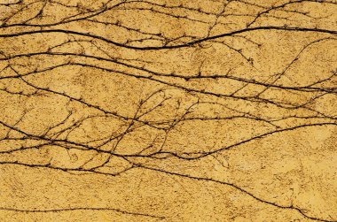 Tırmanan incir, Ivy. Duvara tırmanan ağaç. Sarı üzerine izole edilmiş.