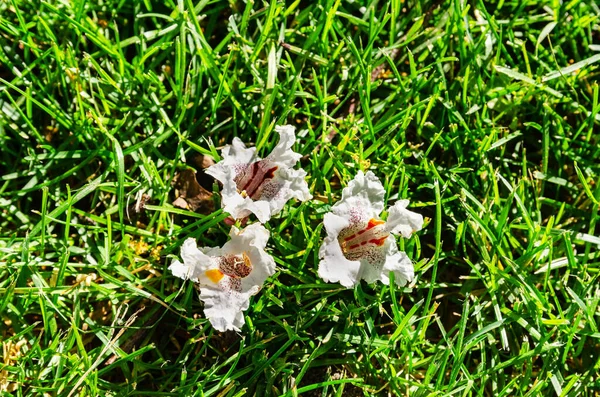 Niezwykłe białe kwiaty na zielonym tle tekstury trawy — Zdjęcie stockowe