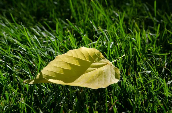 푸른 잔디 결 배경에 있는 특이 한 노란색 잎 — 스톡 사진