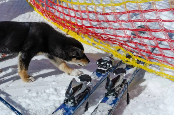 Cão farejando esqui alpino Karpyts ski resort descanso ativo — Fotografia de Stock