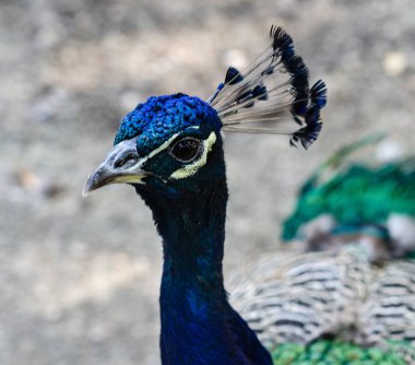 Tavus kuşu kafası inanılmaz kıvrımlı ve alışılmadık bir yüz ifadesi var.