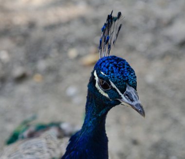 Tavus kuşu kafası inanılmaz kıvrımlı ve alışılmadık bir yüz ifadesi var.