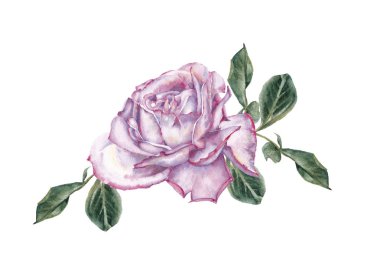 Çiçek açan gül Yves Piaget.