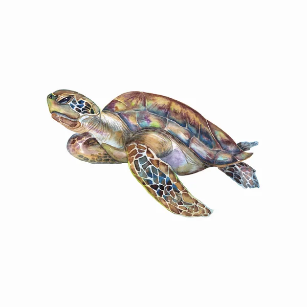 Rainbow swimming turtle. — Stock Photo, Image