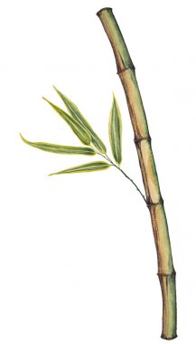 Bambu sapı ve yaprakları.