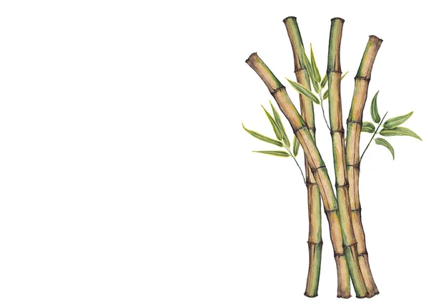 Hastes de bambu. Composição vertical . — Fotografia de Stock