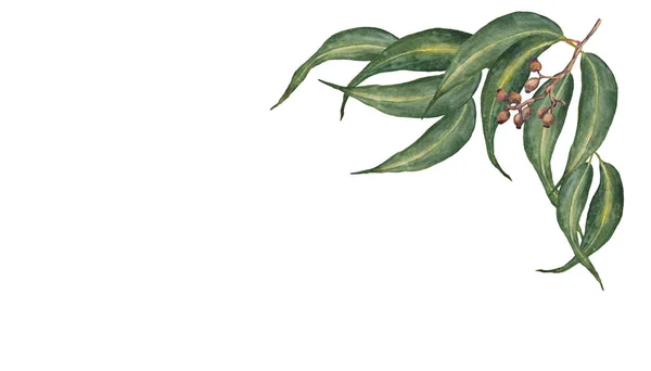 Рамка с листьями эвкалипта . — стоковое фото