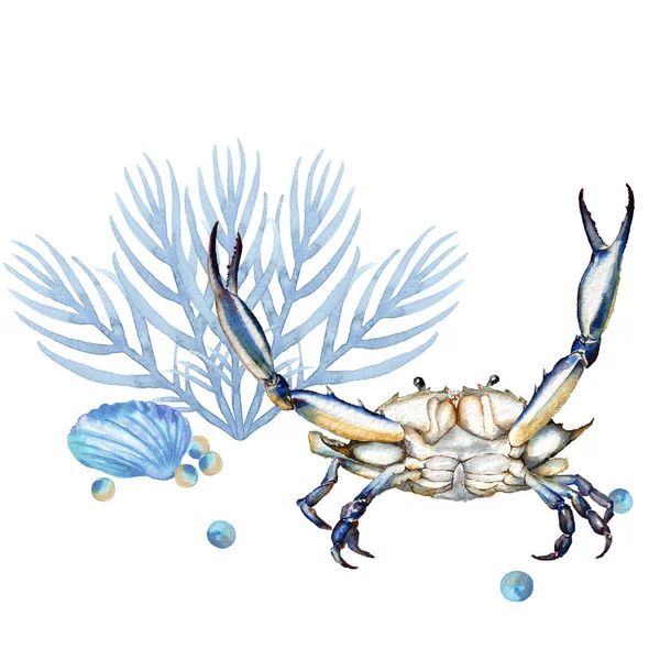 Blue crab with coral and shell.