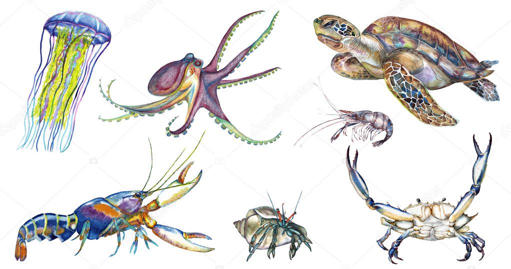 Colorful underwater animals.