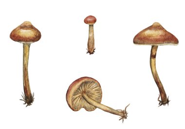 Orman mantarı. Bal agaric. 
