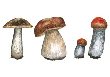 Orman mantarı. Boletus. 