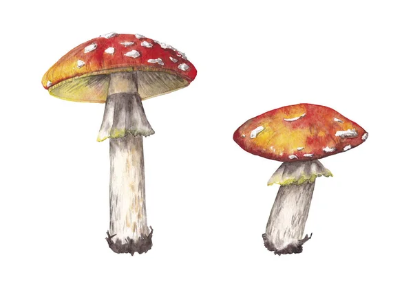 Лесные грибы. Аманита . — стоковое фото