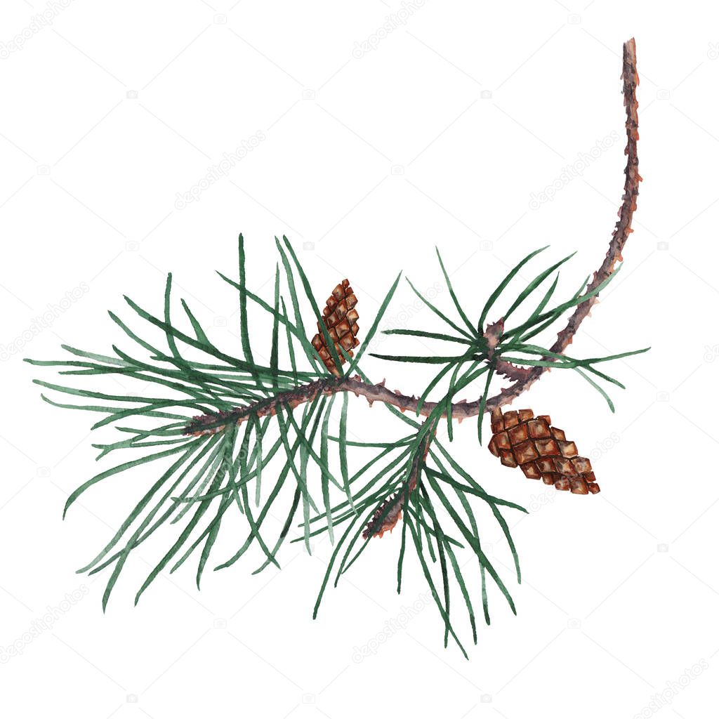 Isolated element pine branch and cones.