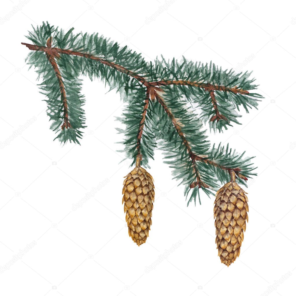 Isolated element fir branch and cones.
