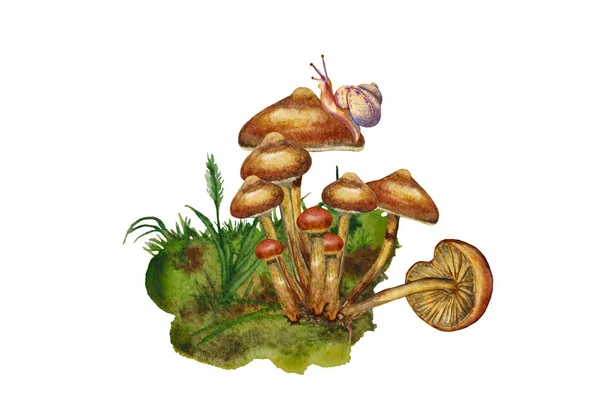 Агарические грибы в лесном ландшафте . — стоковое фото