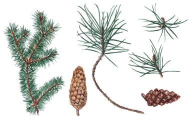 İzole elemanlar köknar, çam dalları ve konileri.