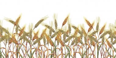 Seamless bottom border with wheat ears. clipart