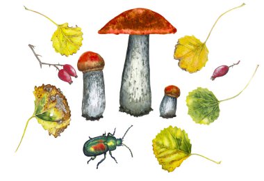 Suluboya sonbahar orman seti .