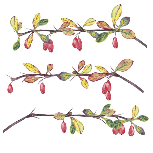 Trzy realistyczne jesienne gałęzie berberysu. — Zdjęcie stockowe