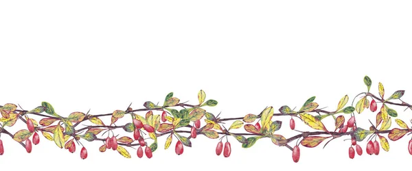 Bordure sans couture avec des branches d'automne réalistes d'épine-vinette . — Photo