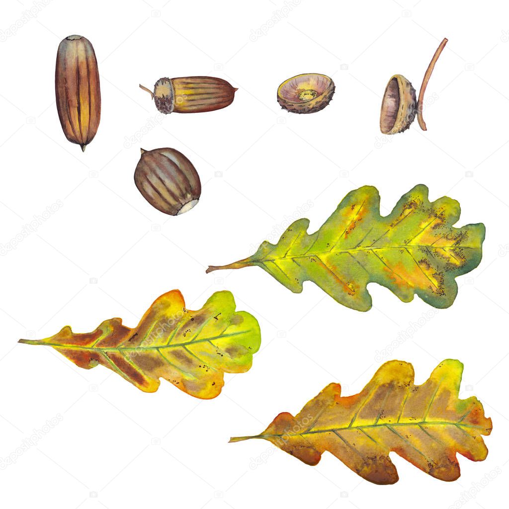 Set of realistic autumn oak leaves and acorns.