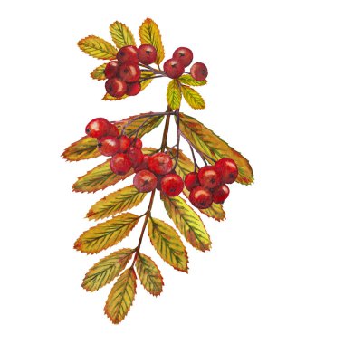 Gerçekçi sonbahar Rowan şube.