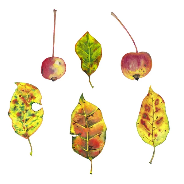 Realistic autumn apples and leaves.