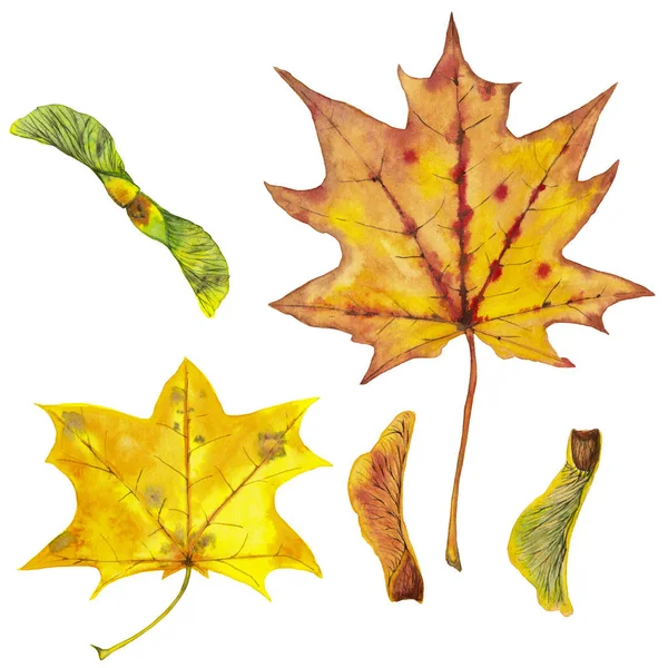 Folhas de bordo de outono realista e sementes . — Fotografia de Stock