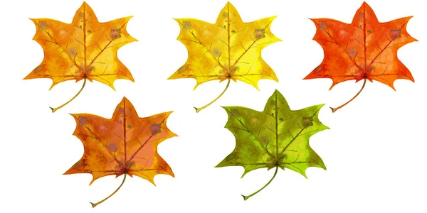 Pět realistických podzimních listů javoru. — Stock fotografie