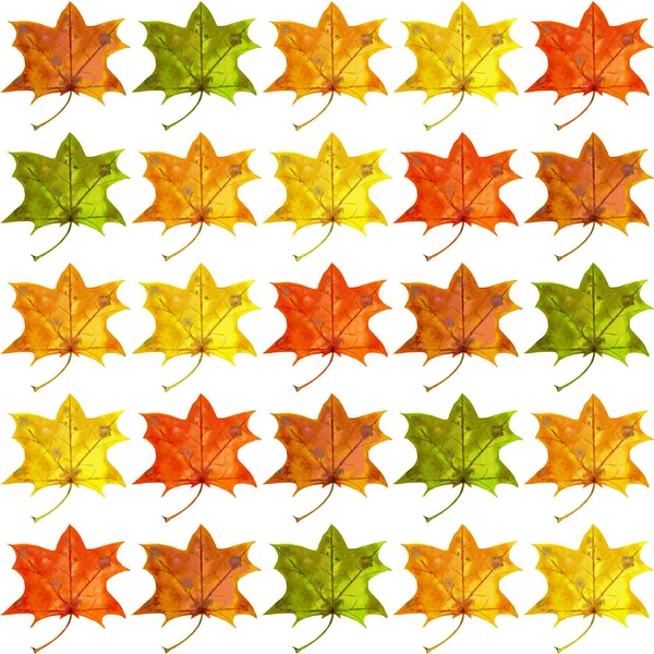 Seamless mönster av lönn löv. — Stockfoto