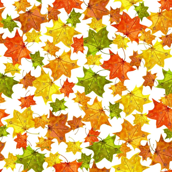 Seamless pattern of maple leaves.