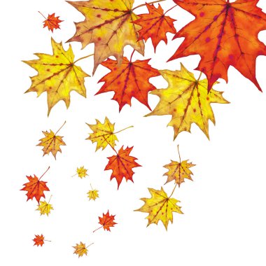 Düşen akçaağaç yaprakları desen.