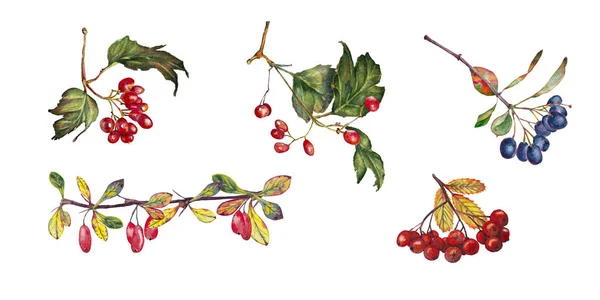 Pięć realistycznych jesiennych gałęzi z jagodami. — Zdjęcie stockowe