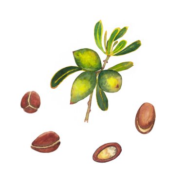 Argan ağacı seti.