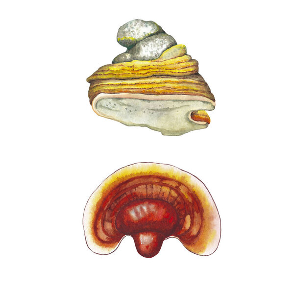 Два гриба. Тиндер грибок и рейши
.