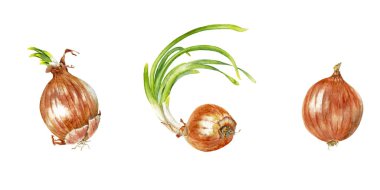 Genç yeşil sürgünler ile üç parlak gerçekçi kırmızı soğan kafaları. Suluboya el beyaz arka plan üzerinde izole elemanları boyalı. Popüler salata ve pişirme maddesi.