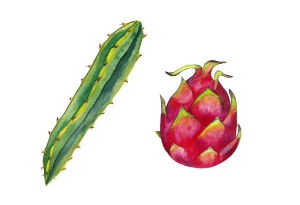 Realistic Pattaya Fruit Branch Cactus Watercolor Hand Painted Isolated Elements — Stock Photo, Image