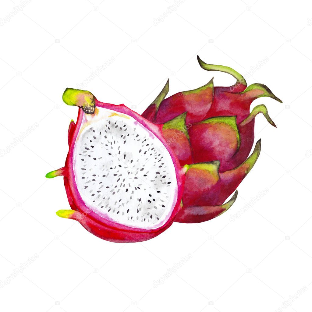 Realistic Pattaya fruits. Whole and half part. Watercolor hand painted isolated elements on white background. Exotic tropical fresh fruit of Dragon eye. Market  sticker, menu design, juice packaging.