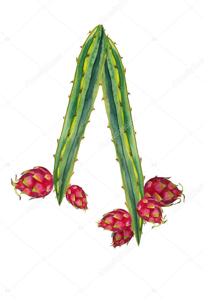 Realistic Pattaya fruits on cactus branches. Watercolor hand painted isolated elements on white background. Illustration of exotic tropical fresh fruit. Dragon eye.
