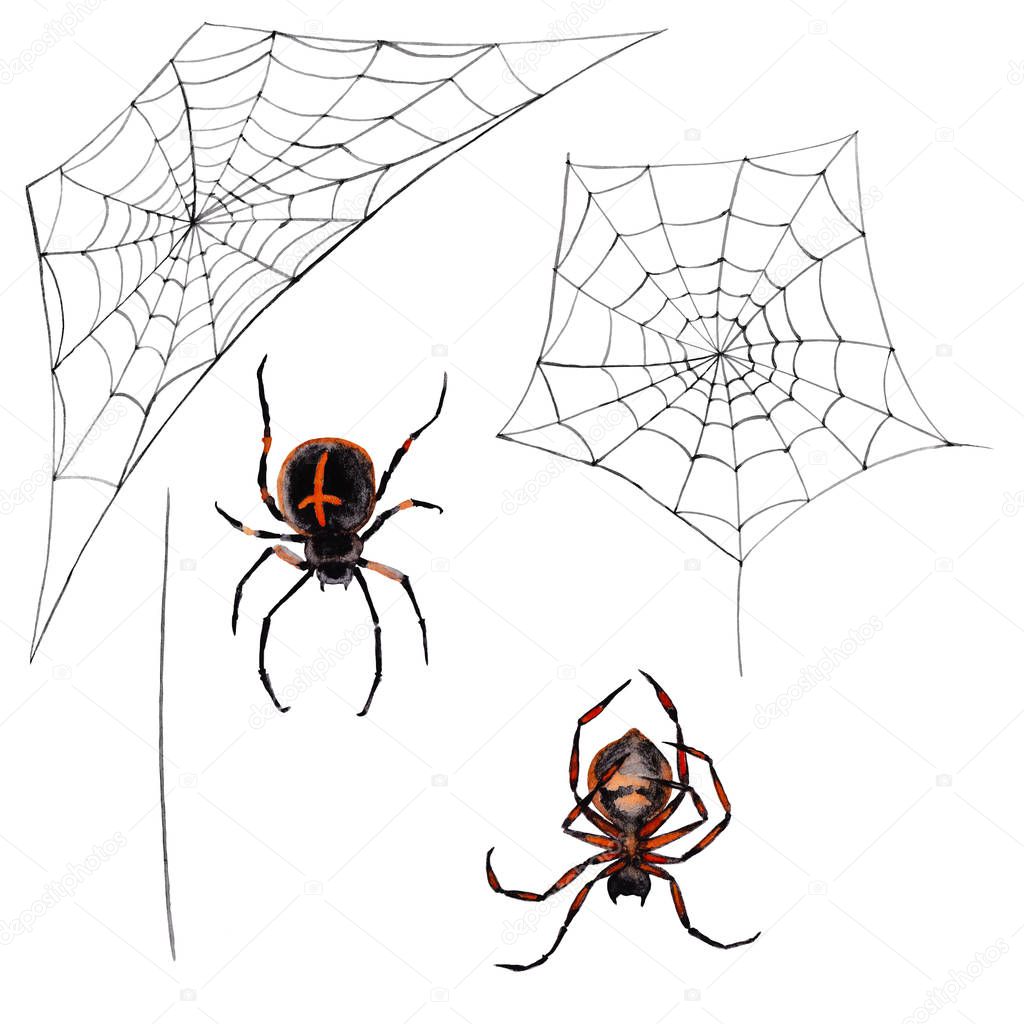 Black-orange realistic spiders with cross on the body in top and bottom views. Two webs and the thread. Watercolor hand painted elements isolated on white background. Forest insects.
