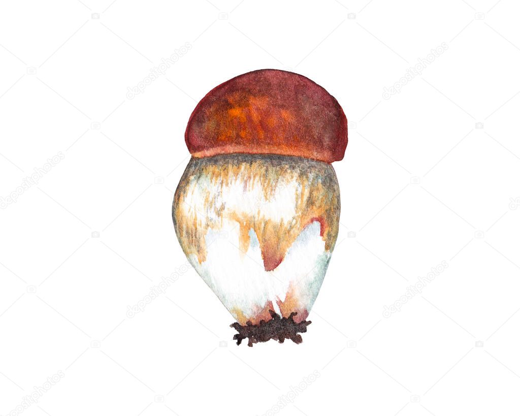 Beautiful realistic boletus baby mushroom. Watercolor hand painted isolated element on white background.
