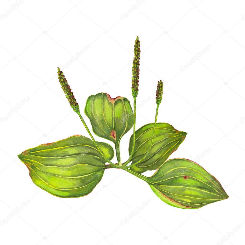 Plantain realistic summer plant. Wild growing medicinal herb. Watercolor hand painted isolated elements on white background.